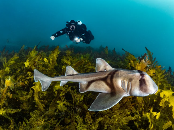 Port Jackson shark with a scuba diver in the back while diving in SYdney