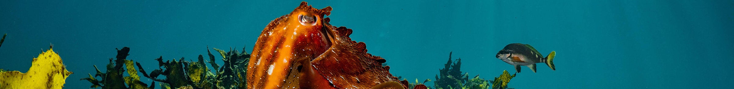 Cuttlefish in Sydney scuba diving