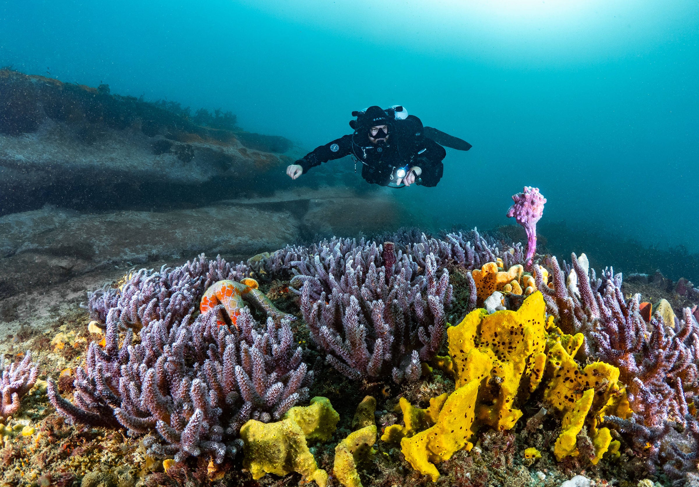 Scuba diver in technical equipment diving in bare island in Sydney