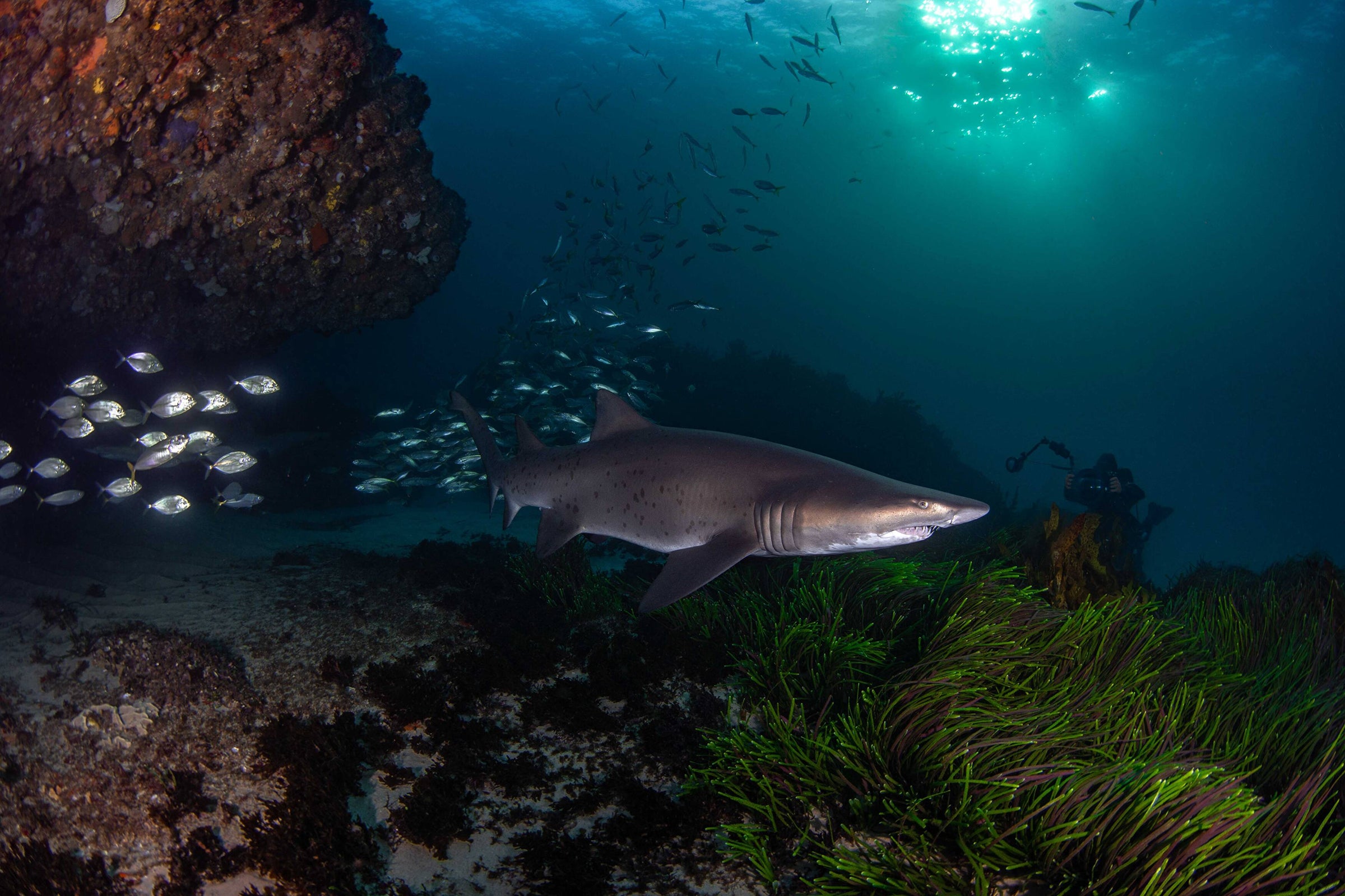 Advanced Shore Dive | Scuba Diving Sydney | Dive Centre Bondi