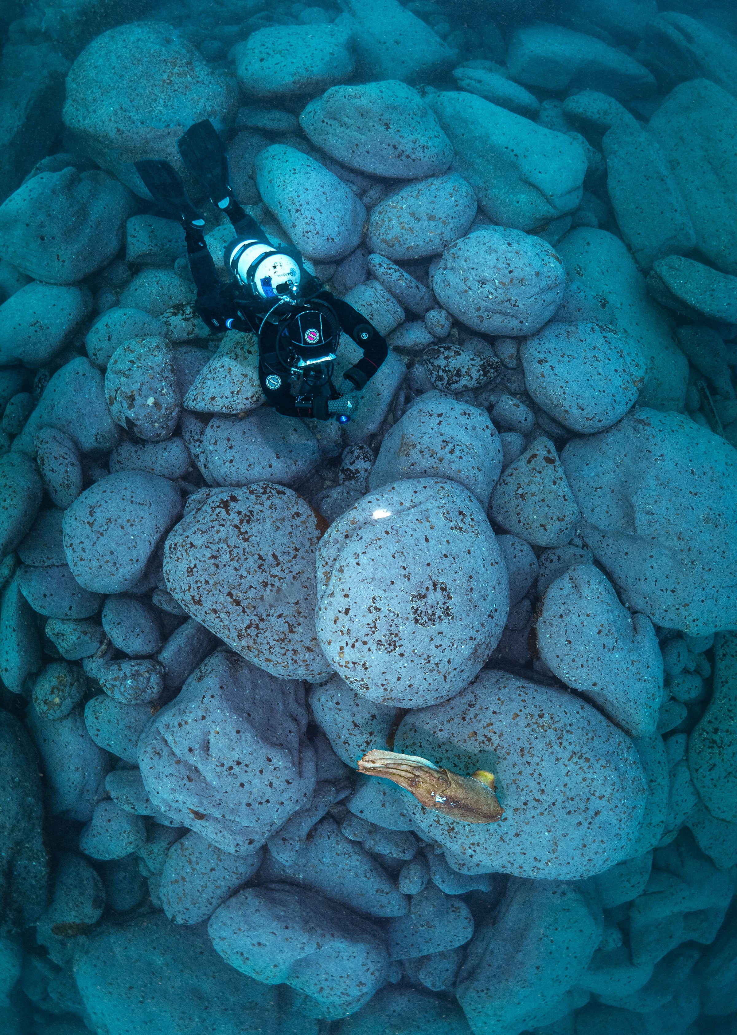 Scuba diver with cuttlefish while diving in Bare island in Sydney