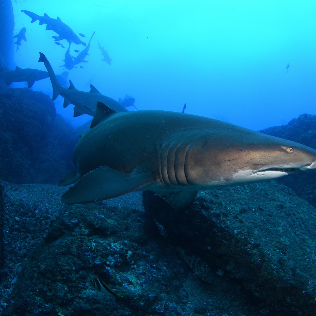 Grey nurse sharks